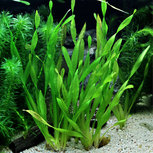 Vallisneria spiralis Tortifolia