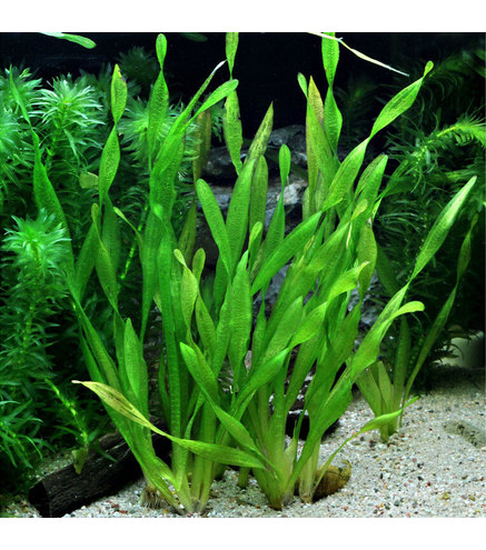 Vallisneria spiralis Tortifolia