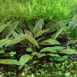 Cryptocoryne x purpurea in vitro