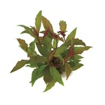 Alternanthera reineckii Rouge XL