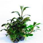 Bucephalandra pygmaea ´Bukit Kelam´ in vitro