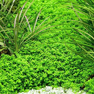 Hemianthus Callitrichoides Cuba
