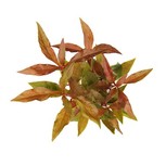 Alternanthera reineckii Rouge XL