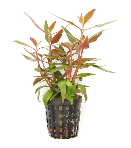 Alternanthera Reineckii Mini