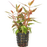 Alternanthera Reineckii Mini