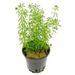 Myriophyllum Spec. 'Guyana' en pot
