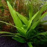 Hygrophila corymbosa Stricta XL