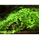 Micranthemum Tweediei 'Monte-Carlo' in vitro