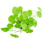 Hydrocotyle Leucocephala en pot