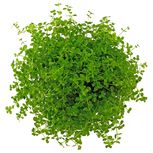 Micranthemum Tweediei 'Monte-Carlo' in vitro