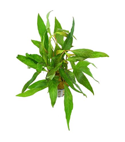 Hygrophila corymbosa Stricta XL