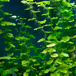 Hydrocotyle Leucocephala en pot