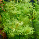 Myriophyllum Spec. 'Guyana' en pot