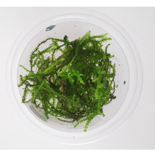 Vesicularia Reticulata Erect Moss - Laboratorium 313