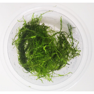 Leptodictyum "Stringy Moss" - Laboratorium 313