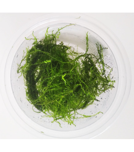 Leptodictyum "Stringy Moss" - Laboratorium 313