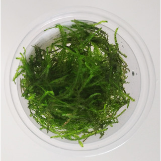 Taxiphyllum Alternans "Mini Taiwan" - Laboratorium 313