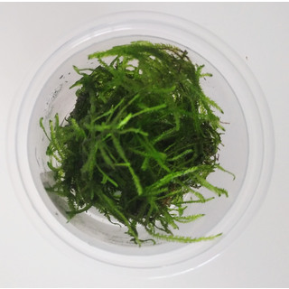 Taxiphyllum sp. "Green sock" - Laboratorium 313