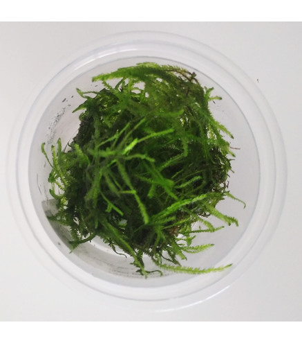 Taxiphyllum sp. "Green sock" - Laboratorium 313