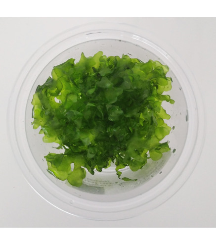Lomariopsis lineata - Subwassertang | Laboratorium 313