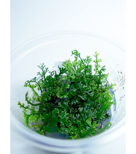 Bolbitis heteroclita