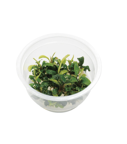 Bucephalandra pygmaea 'Sintang'
