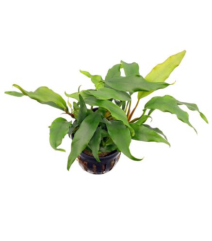 Anubias barteri var 'Glabra'