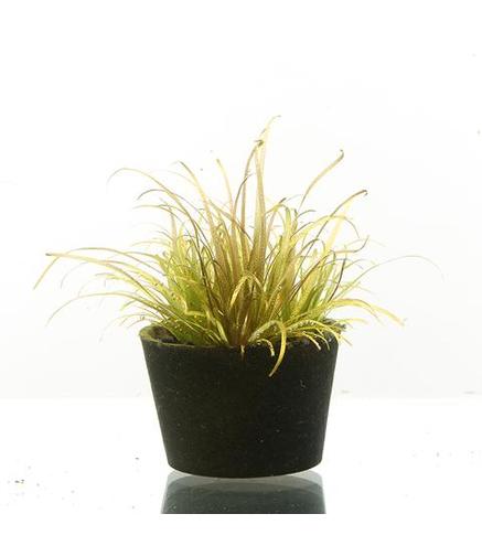 Blyxa novoguineensis