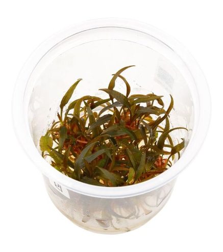 Cryptocoryne axelrodi