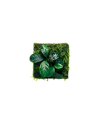 Anubias barteri 'Coffeefolia' et Taxiphillum sp. 'Peacock moss'