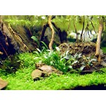 Cryptocoryne parva en pot