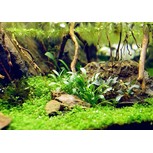 CRYPTOCORYNE PARVA