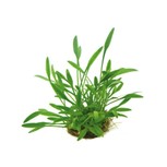 Cryptocoryne parva en pot