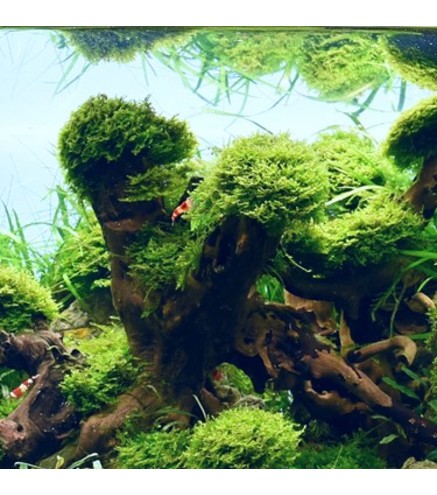 Riccardia chamedryfolia In-Vitro 