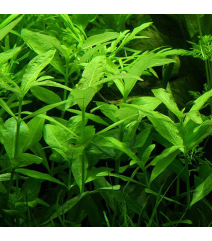 Hygrophila Polysperma - in vitro - Laboratorium 313