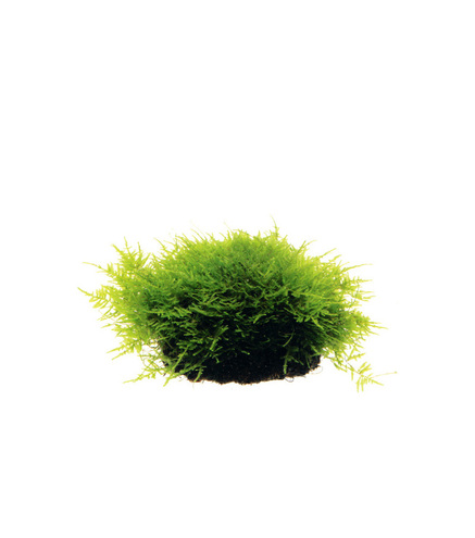 Peacock Moss in vitro- Laboratorium 313