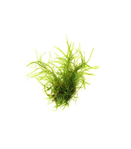 Taiwan Moss - in vitro - Laboratorium 313