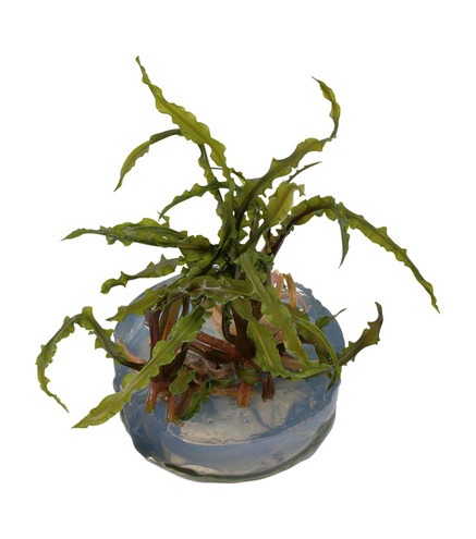 Cryptocoryne crispatula - in vitro - Laboratorium 313