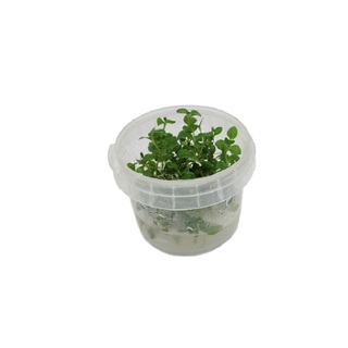 Lysimachia Nummularia - in vitro - Laboratorium 313