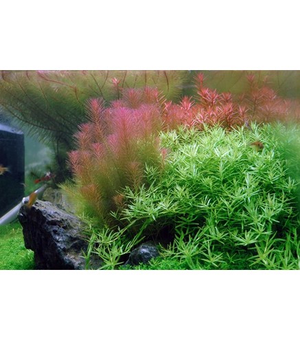 Rotala Wallichii - in vitro - Laboratorium 313