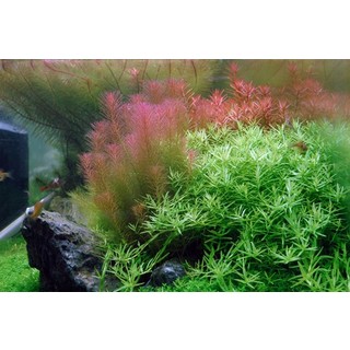 Rotala Wallichii - in vitro - Laboratorium 313