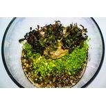 Set DIY Wabi Kusa socle bois  - mon mini jardin aquatique+cadeau