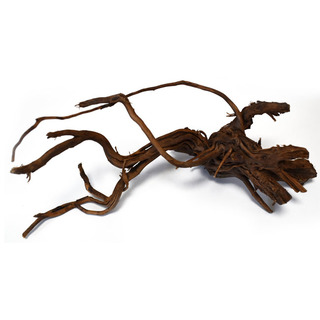 Racine de Curl wood | Dragon root 20-25 cm