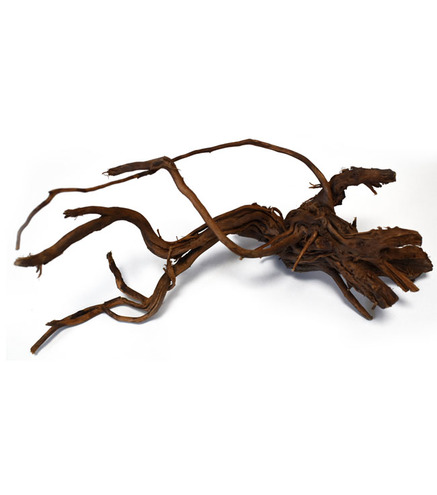 Racine de Curl wood | Dragon root 20-25 cm