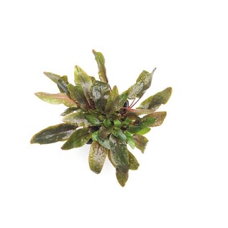 Cryptocoryne Wendtii Brown in vitro - Laboratorium 313