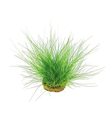 Eleocharis Acicularis in vitro - Laboratorium 313