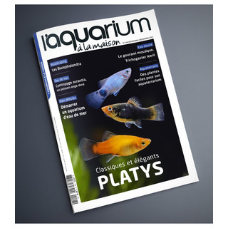 Aquarium À La Maison N° 148 - Novembre / Décembre2021