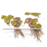 Phyllanthus fluitans 1-2-Grow !