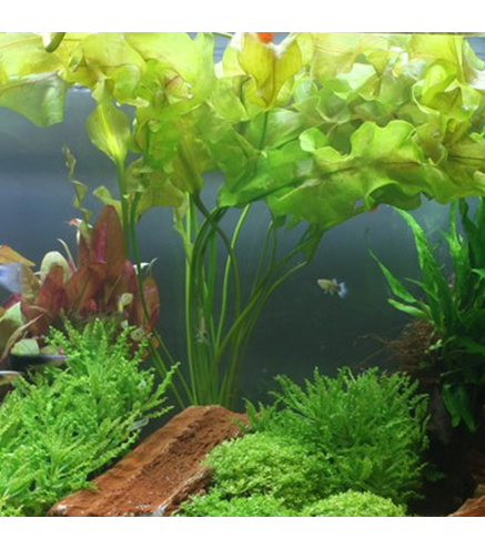 Aponogeton ulvaceus bulbe - Tropica