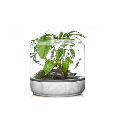 SANCTUARY M Temperate Carrara - Terrarium ouvert carrare BOTANICA